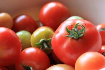 Tomatoe Crop