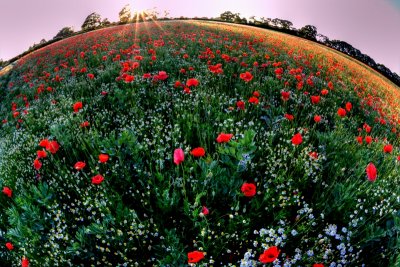 Poppy Field