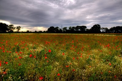 Poppy Field