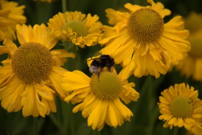 Bee