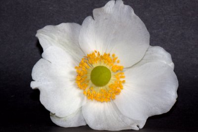Japenese Anemone Flower