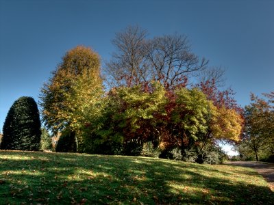 Trees In A Park In Chester