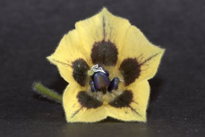 Physalis Flower