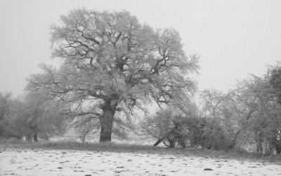 Hoar Frost Tree