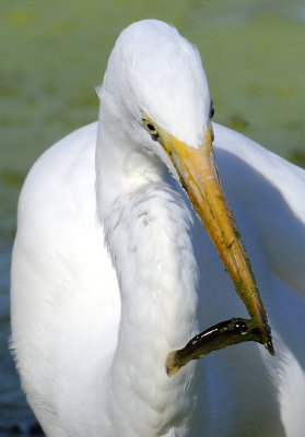 Great Egret
