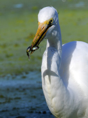 Great Egret