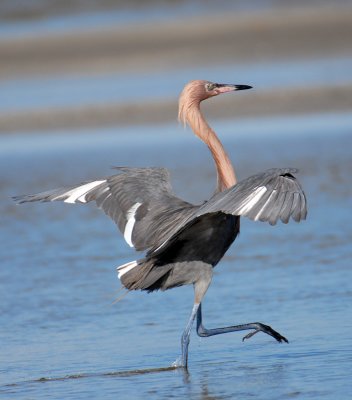 Reddish Egret