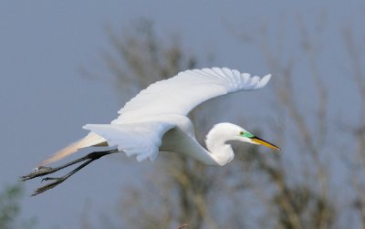 Great Egret