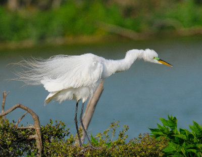 Great Egret