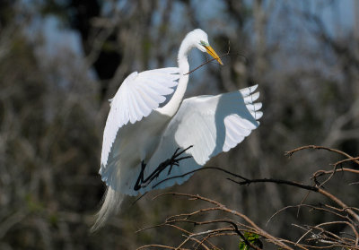 Great Egret
