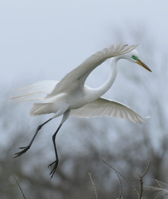 Great Egret