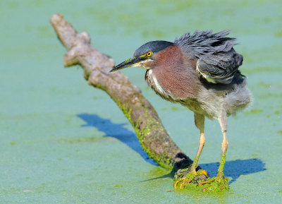 Green Heron