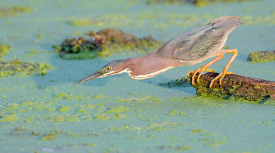 Green Heron