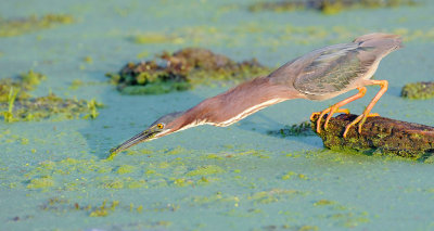 Green Heron