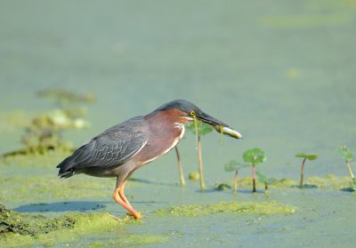 Green Heron