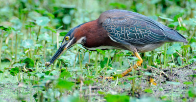 Green Heron