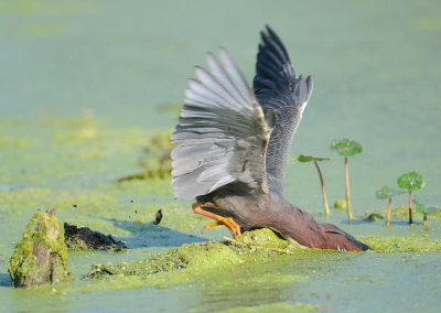 Green Heron