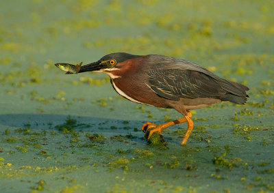 Green Heron