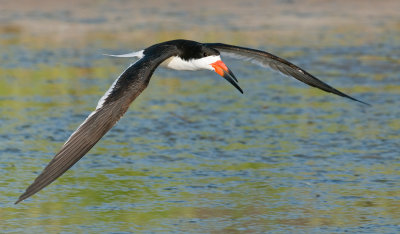 Black Skimmer