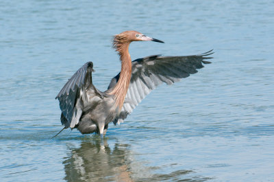 Reddish Egret