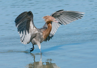 Reddish Egret