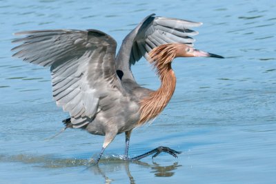 Reddish Egret