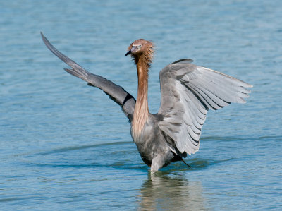 Reddish Egret