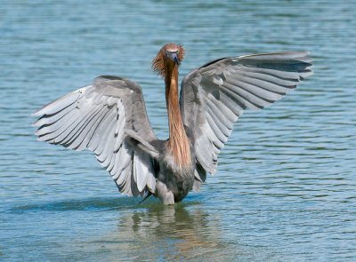 Reddish Egret