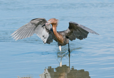 Reddish Egret