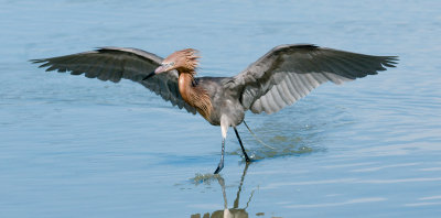 Reddish Egret