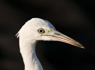 Little Blue Heron