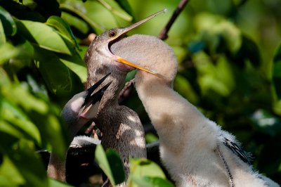 Female Anhinga & chick feeding