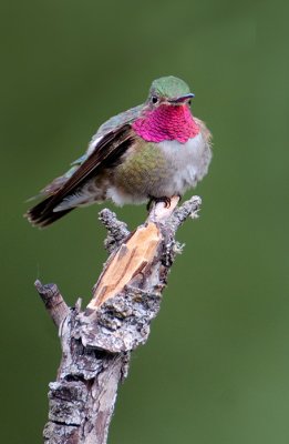 Broad-tailed Hummingbird