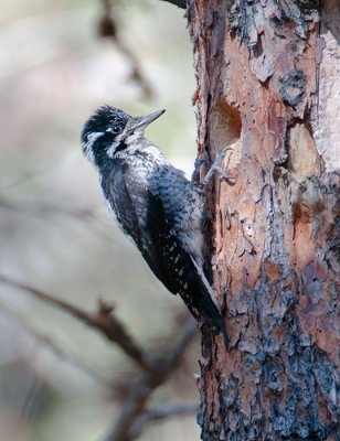 Three-toed  Woodpecker