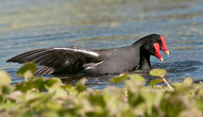 Common Moorhens  mating