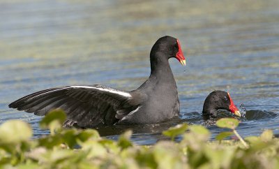 Common Moorhens Mating