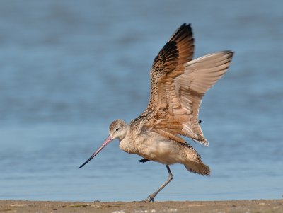 Marbled Godwit