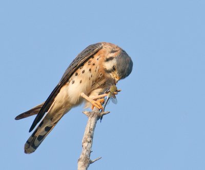 American Kestrel