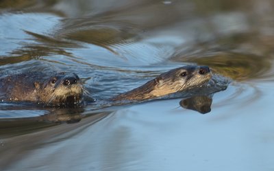 River  Otters