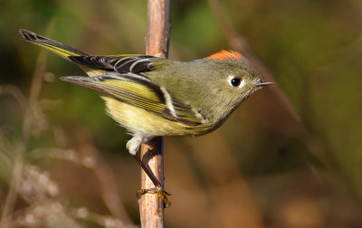 Ruby-crowned Kinglet