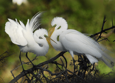 Great Egrets