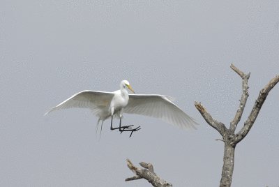 Great Egret