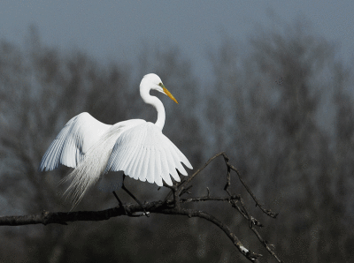 Great Egret