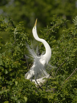 Great Egret