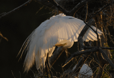 Great Egret