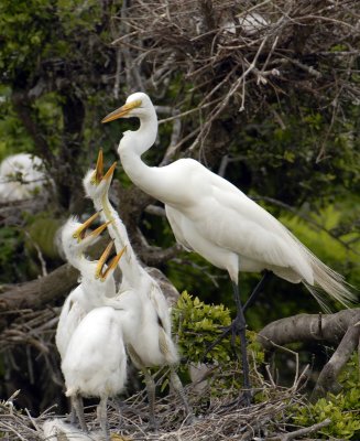 Great Egrets