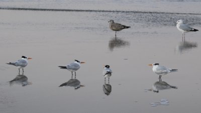 Royal Terns and Sea Gulls