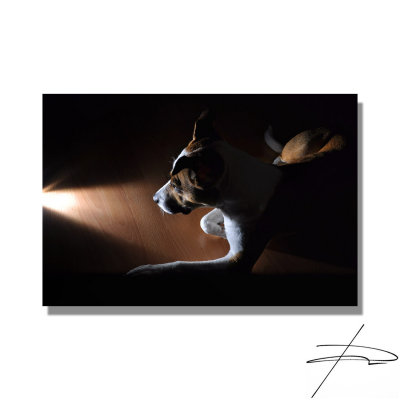 :: dog ::