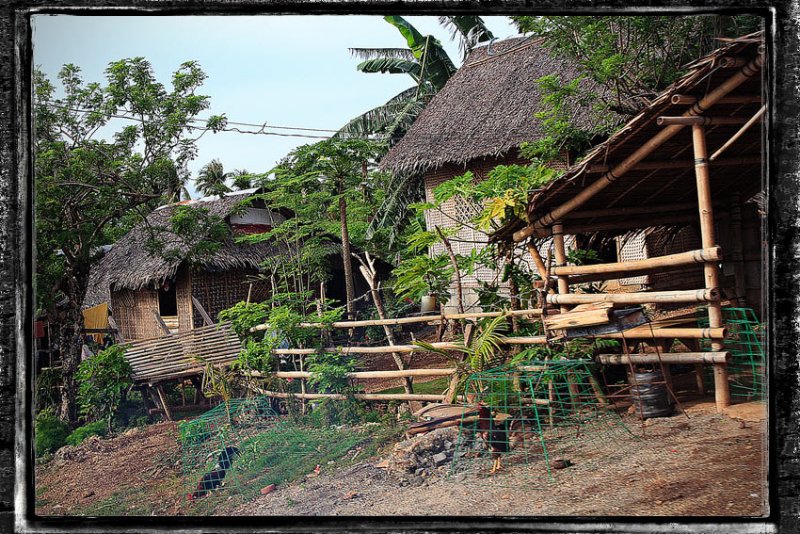 bahay kubo with fighting cock