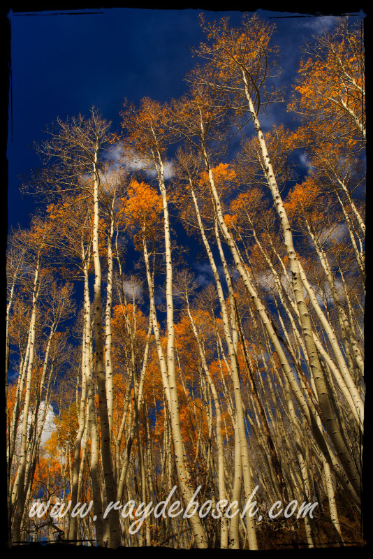 Aspen Grove